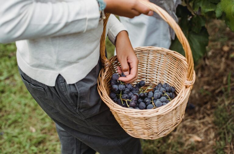 Image of a basket with grapes to make wine in Italy