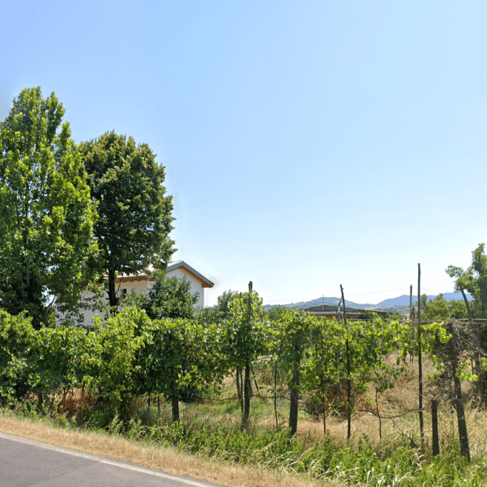 Image of the vineyard